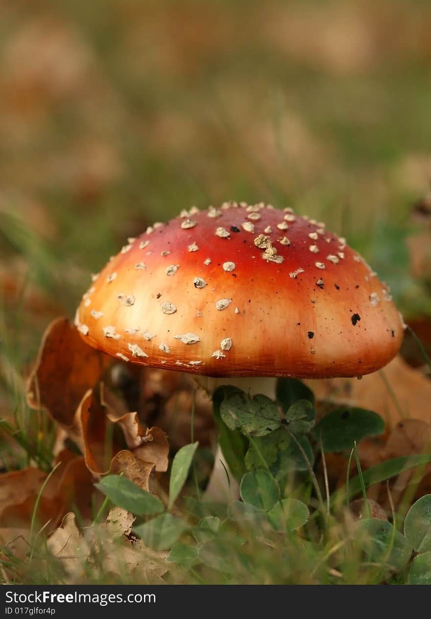 Autumn scene: toadstool or fly agaric mushroom in the grass