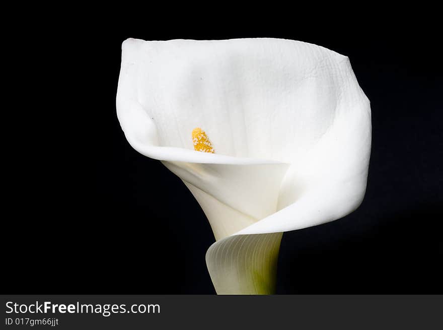 White flower isloated on black background. White flower isloated on black background