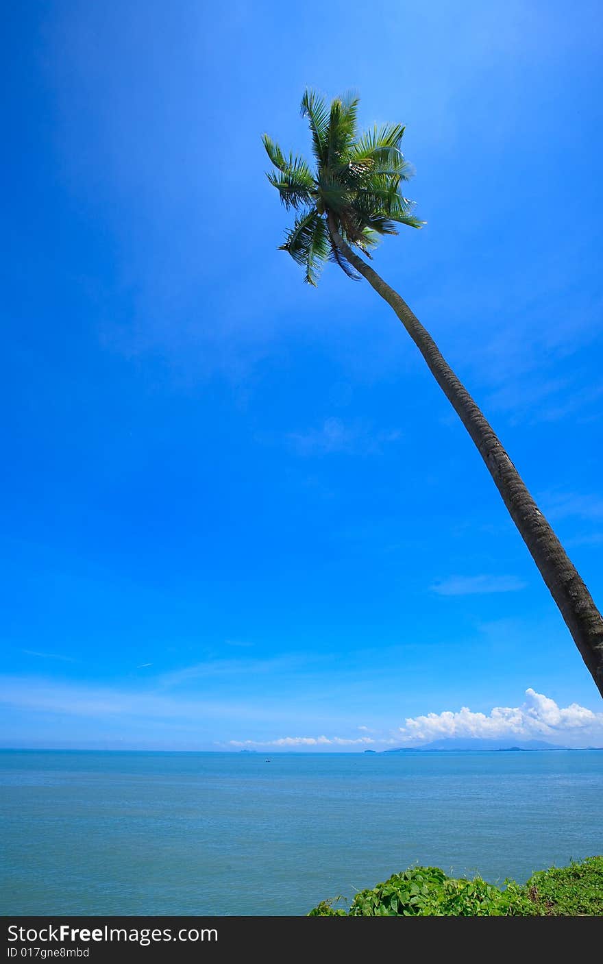 Solo coconut tree with a wide view of blue sky. Solo coconut tree with a wide view of blue sky