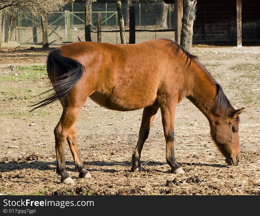 A brown adult horse in a farm