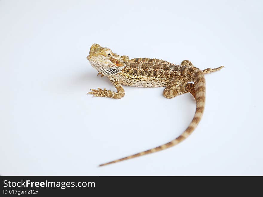 A Nice pose of Bearded Dragon on white background