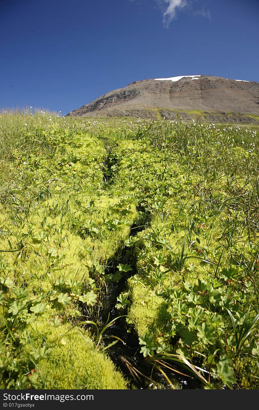 Beautiful mountain spring and wilderness - main focus on the moss and stream