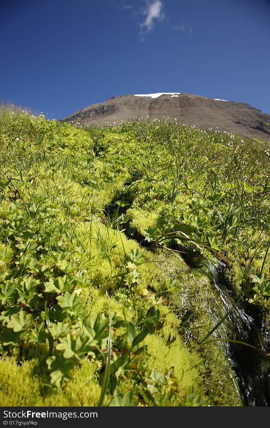 Beautiful mountain spring and wilderness - main focus on the moss and stream