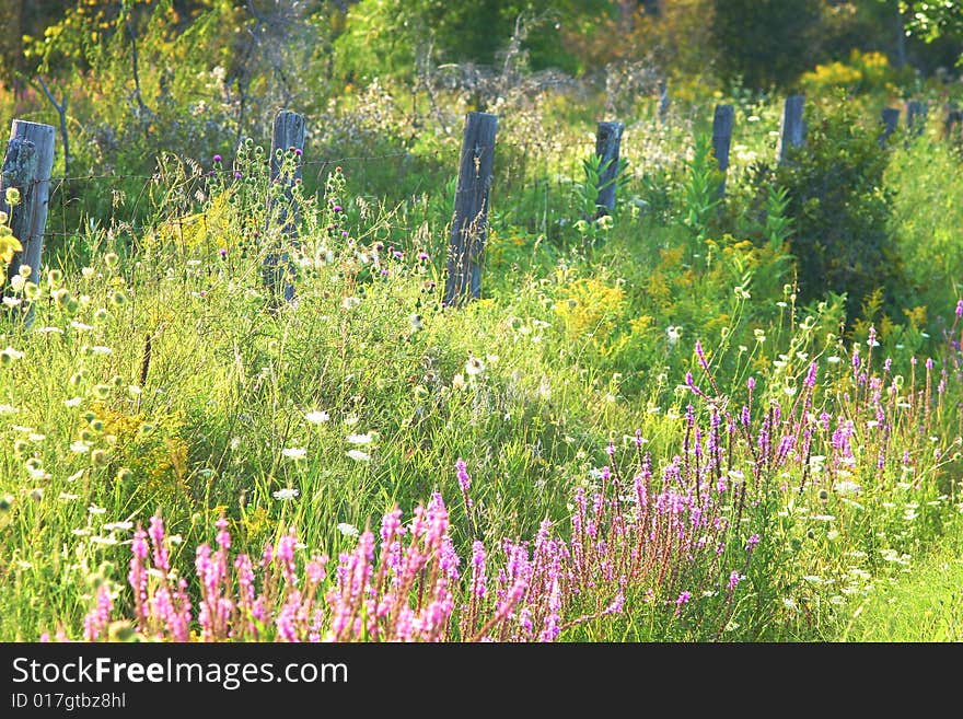 Beautiful old fence and wildflowers. Beautiful old fence and wildflowers