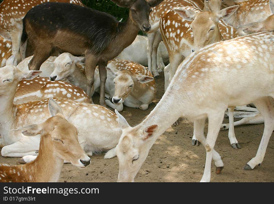 Large group of white tailed deer