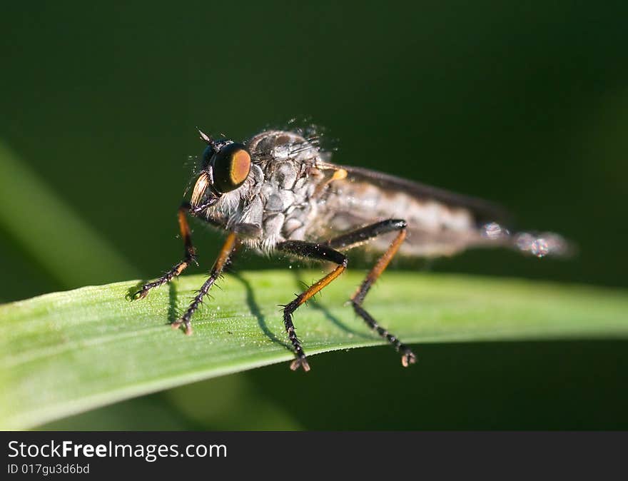 Close-up of a fly isolated on green background