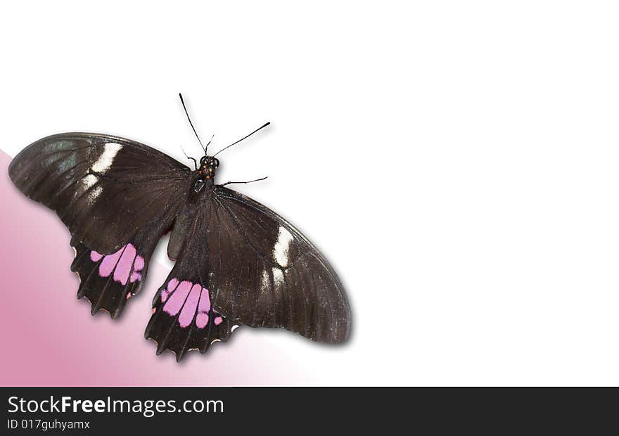 The isolated butterfly has pink in its winks corresponding with the white/pink background. The isolated butterfly has pink in its winks corresponding with the white/pink background.