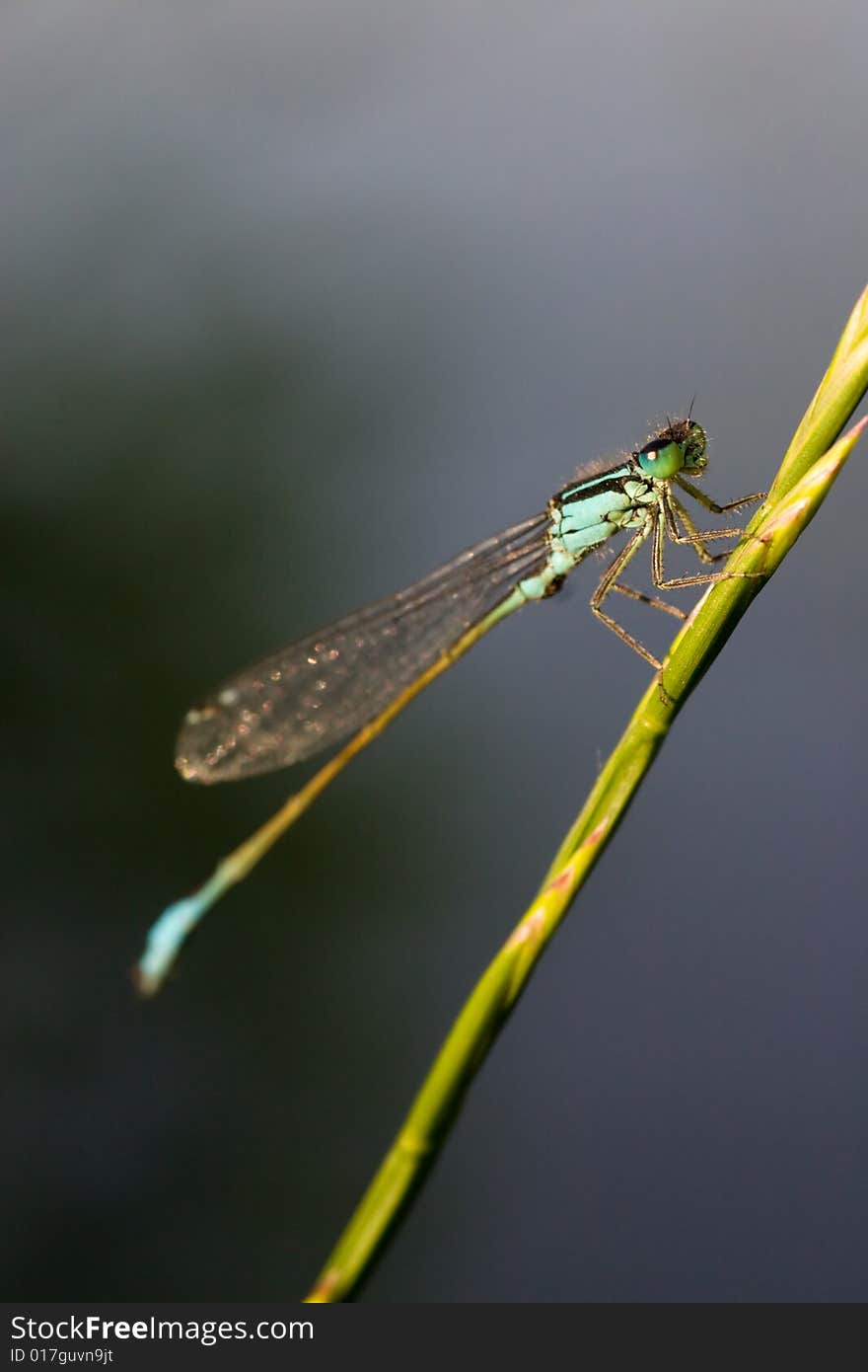 Macro of a damselfly on a grass