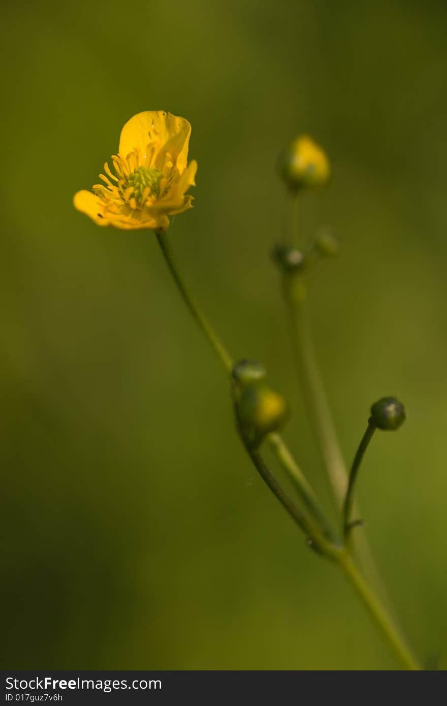 Buttercup against a green background