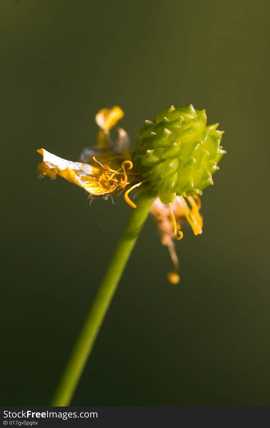 Buttercup against a green background