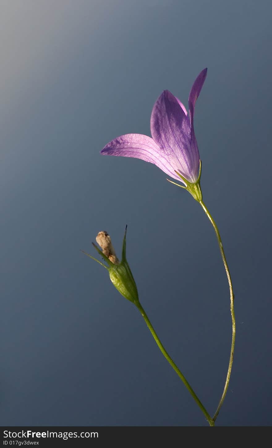 Blue bellflower isolated on background