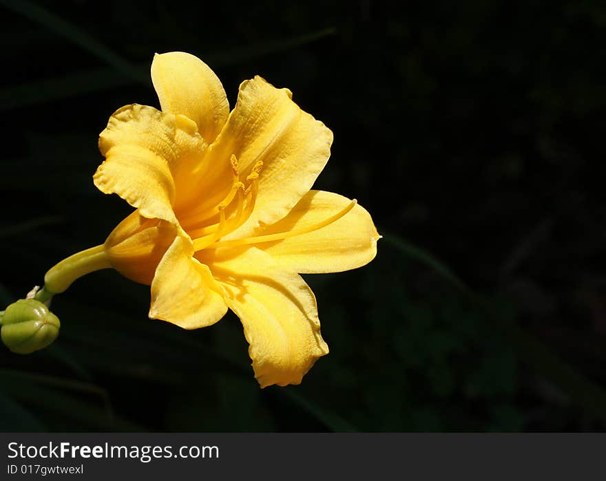 A yellow Day Lily over a dark background with room for copy.