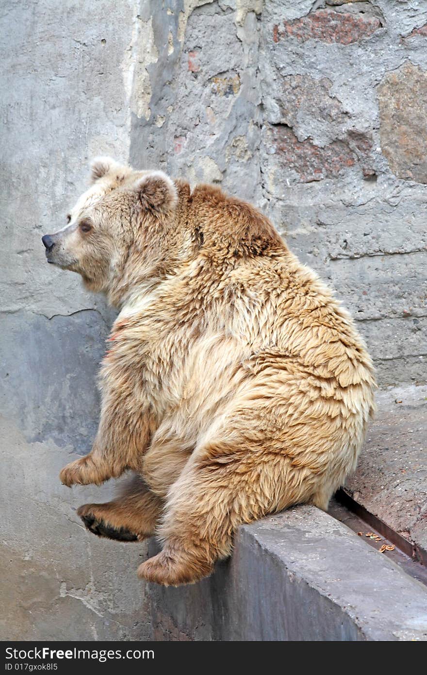 Sitting Bear