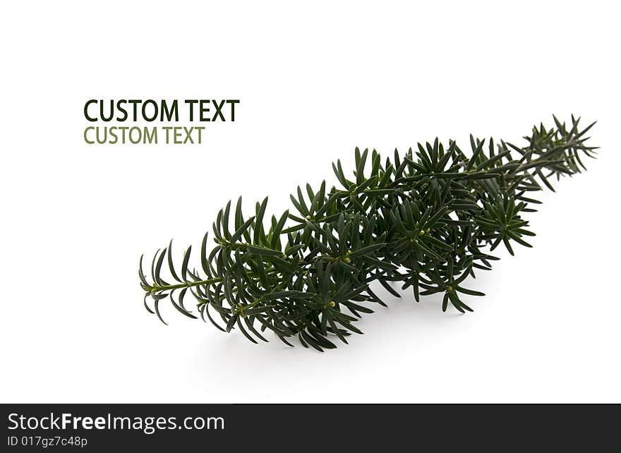 Green Conifer Branch