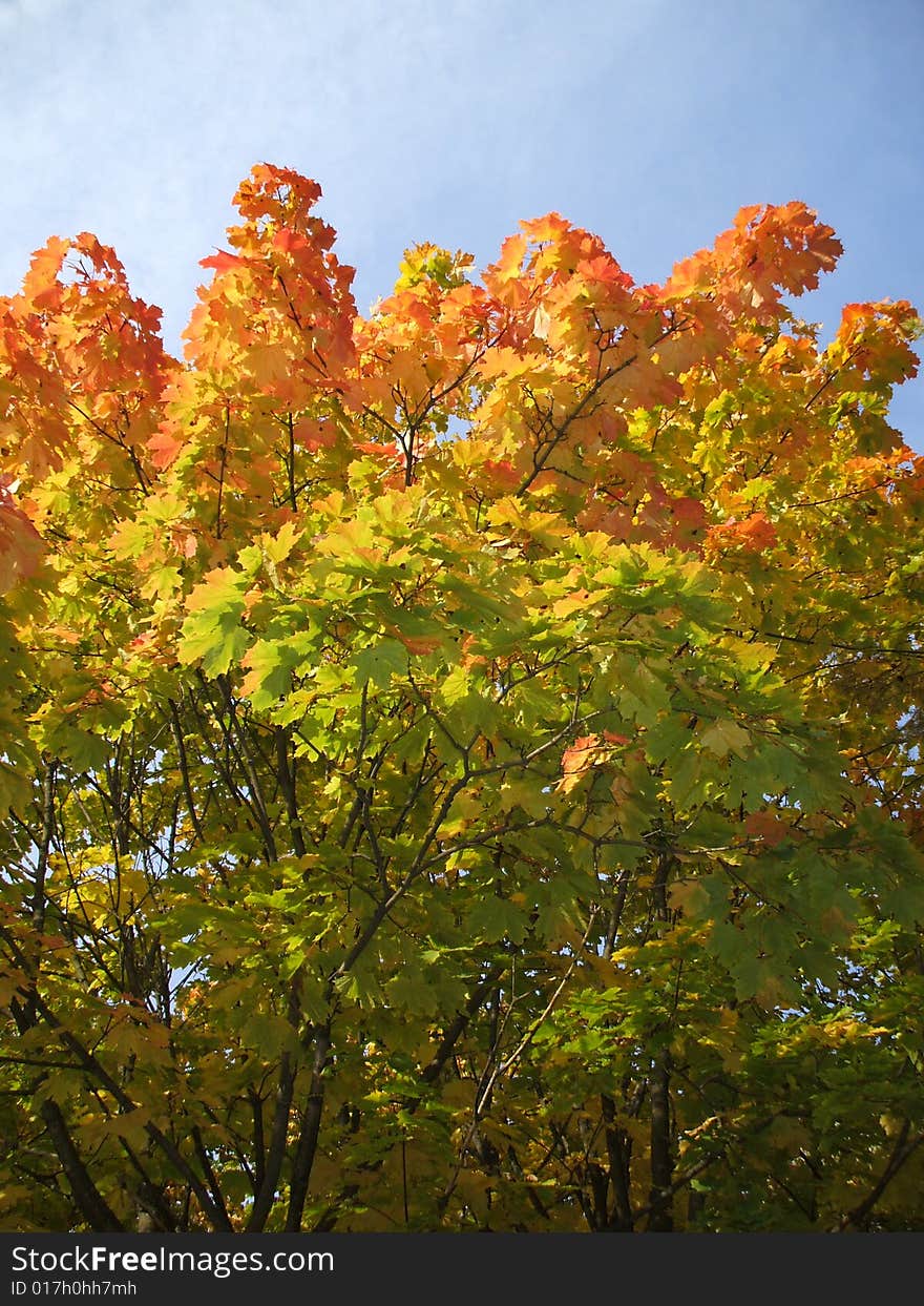 The beautiful colors of the autumn. The beautiful colors of the autumn