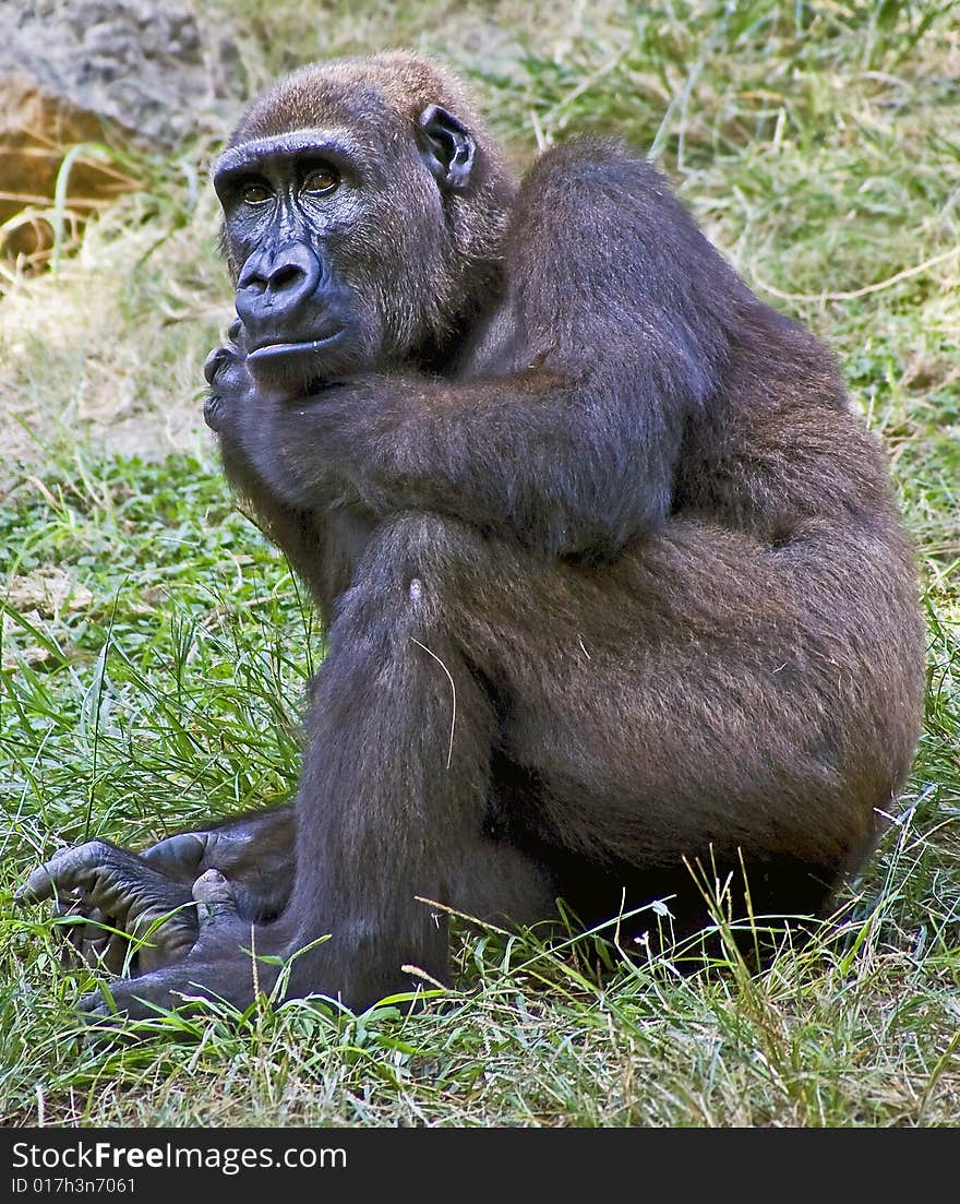 Gorilla female on the grass. Gorilla female on the grass