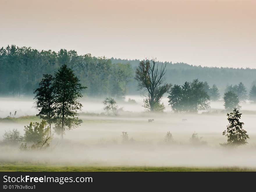 Meadows in fog