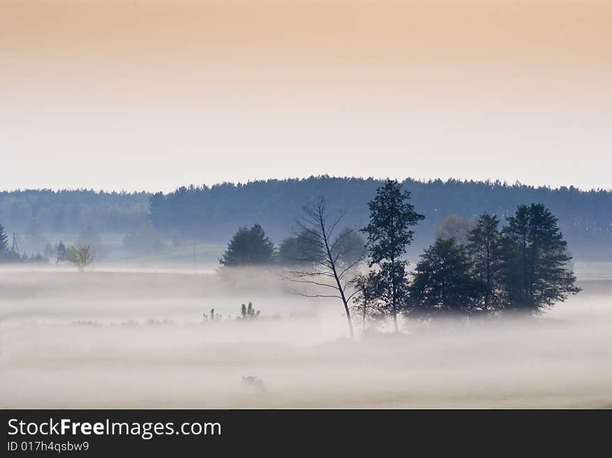 Pasture In Evening Fog