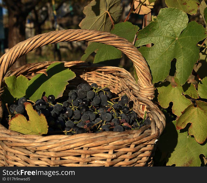 Basket of grape