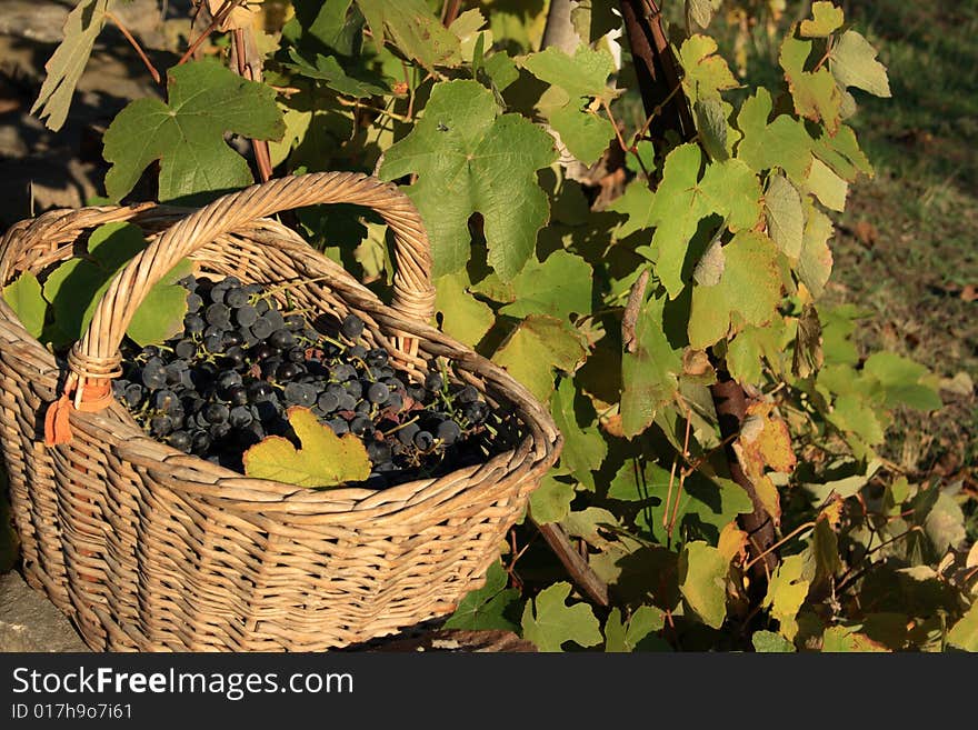 Basket of grape