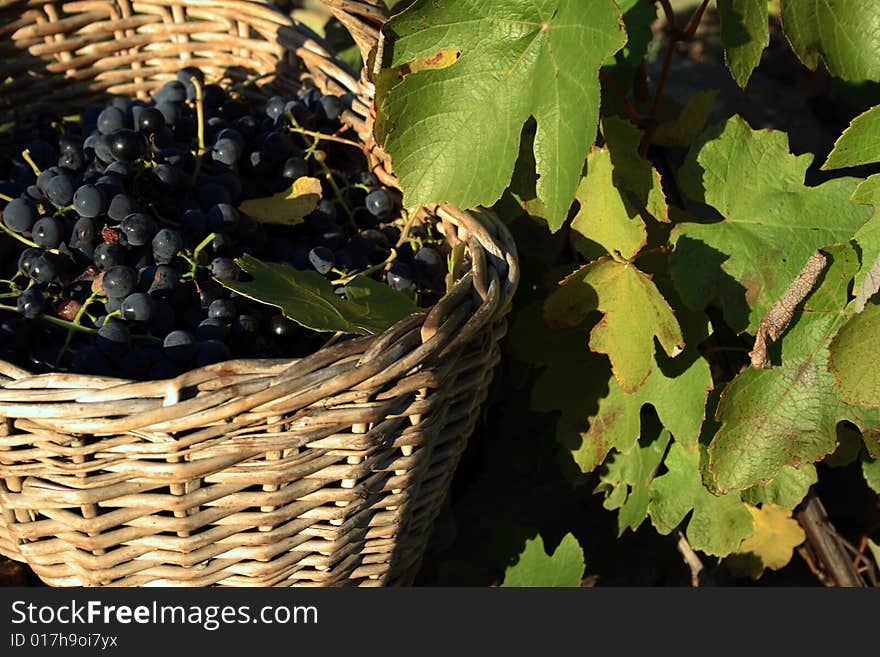 Basket Of Grape