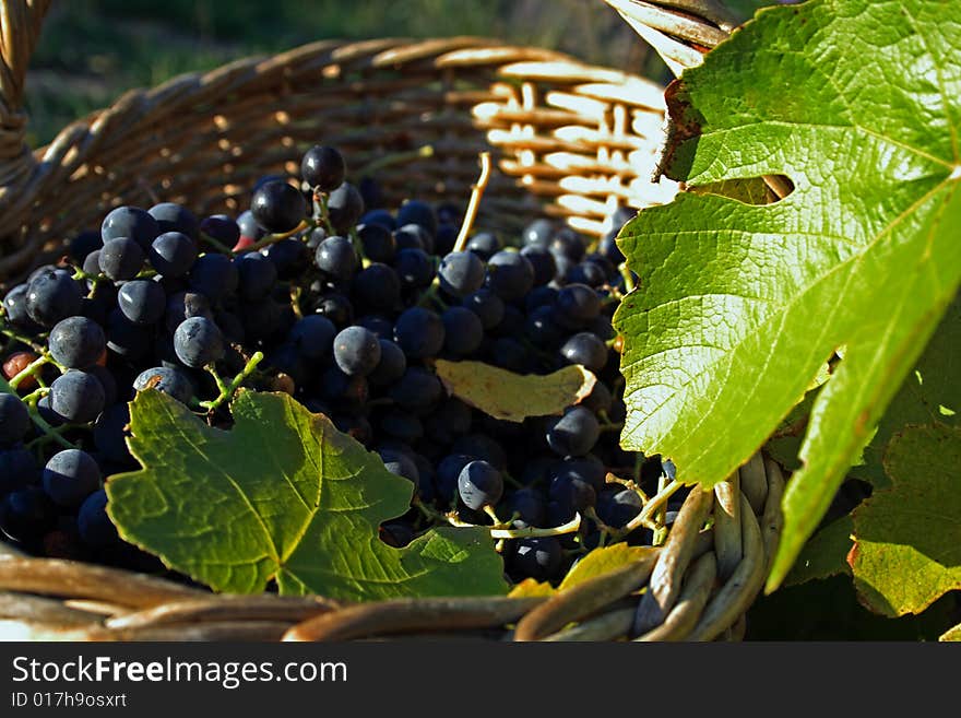 Basket of grape