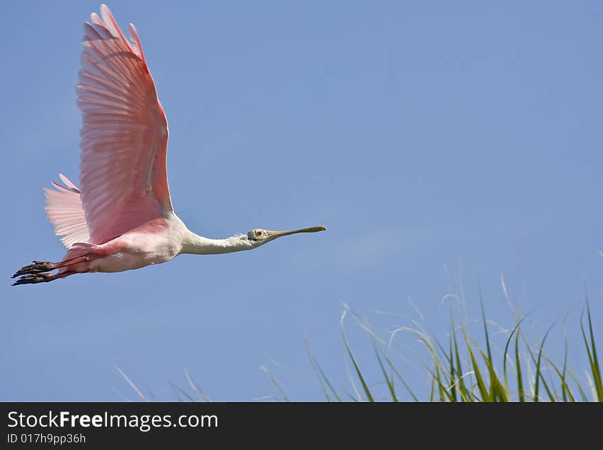 A Spoonbill flying over the road