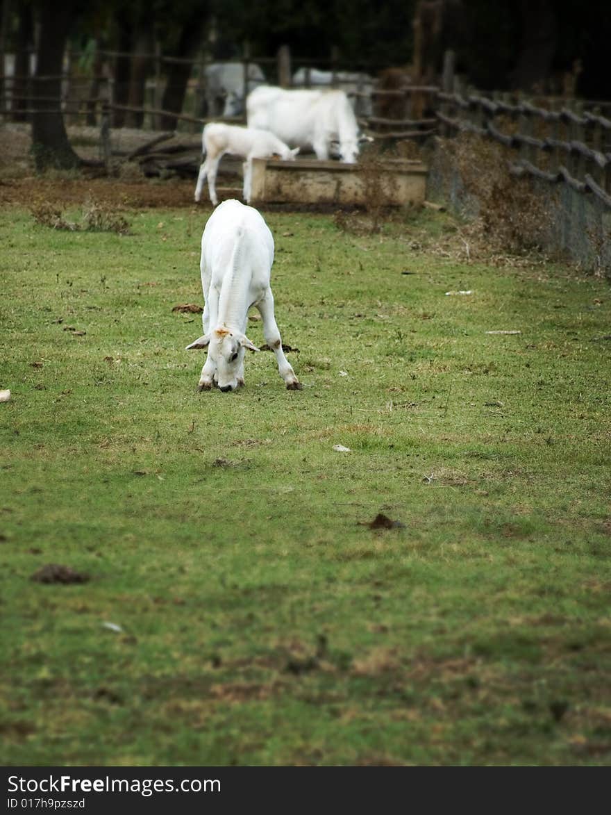 Chianina calf