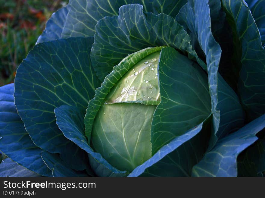 Close-up of cabage with drops of water. Close-up of cabage with drops of water