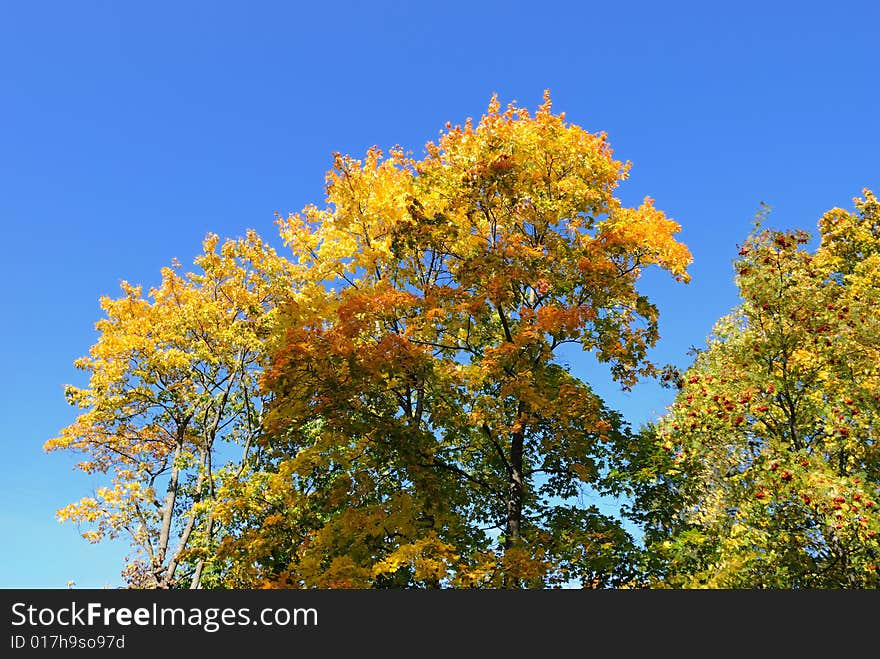 Autumn in forest