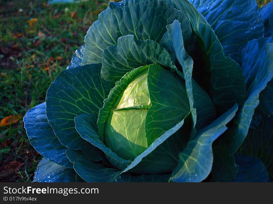 Cabbage In A Garden