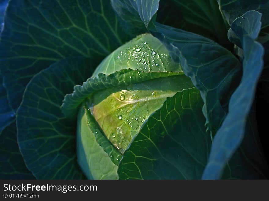 Close-up of cabage with drops of water. Close-up of cabage with drops of water