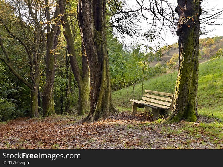 Seating between chestnut trees at autumn