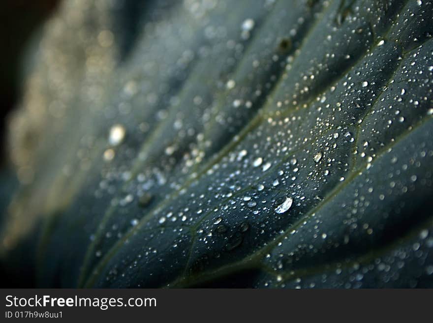 Dew drops on cabbage leaf