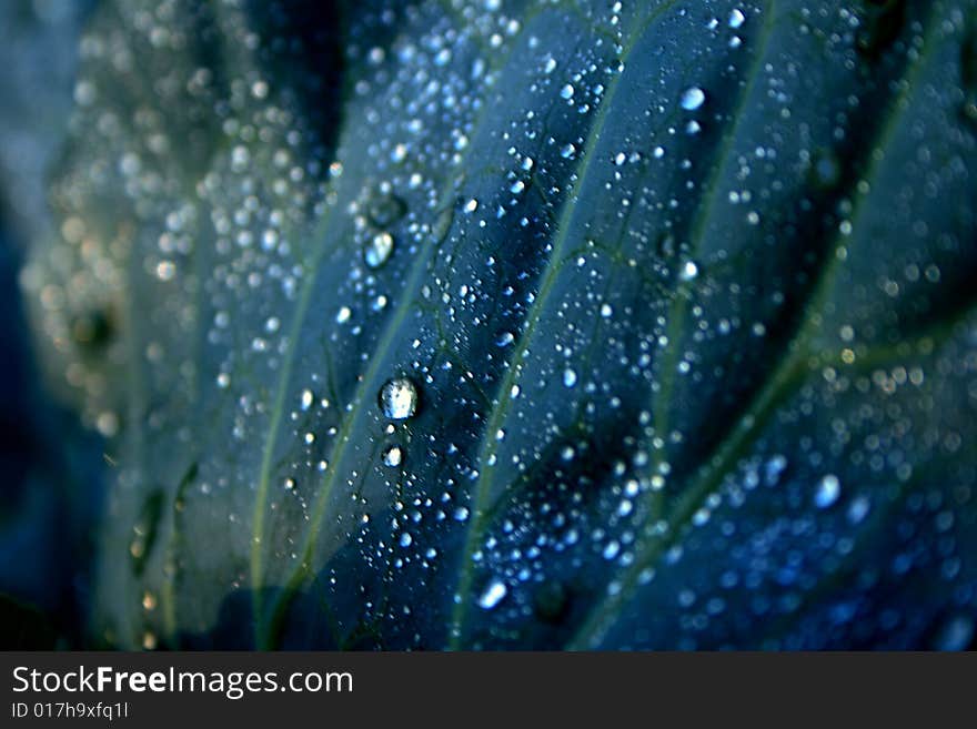 Dew drops on cabbage leaf stock photo