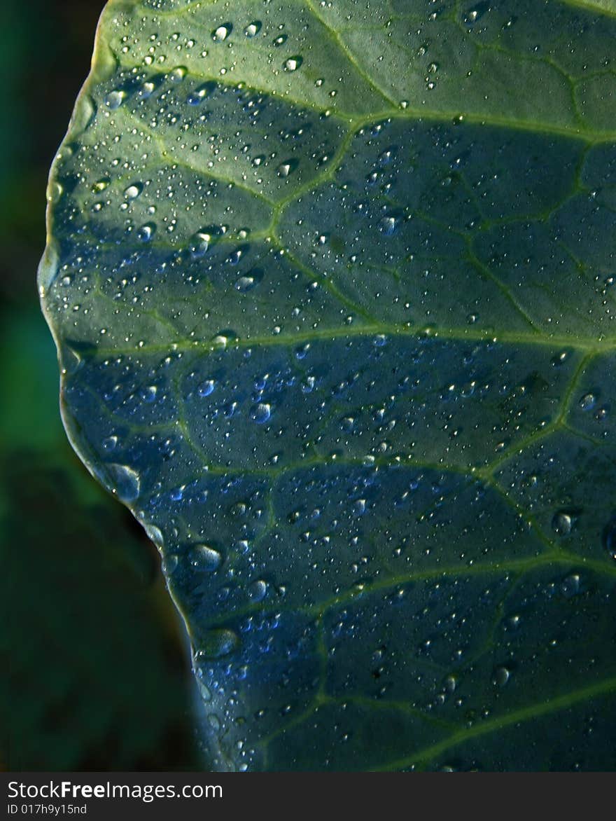 Dew drops on cabbage leaf stock photo