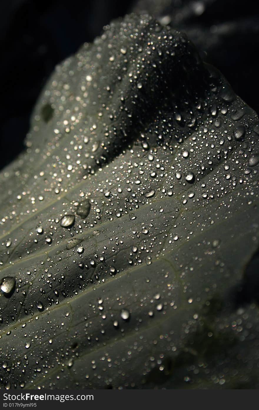 Dew drops on cabbage leaf stock photo