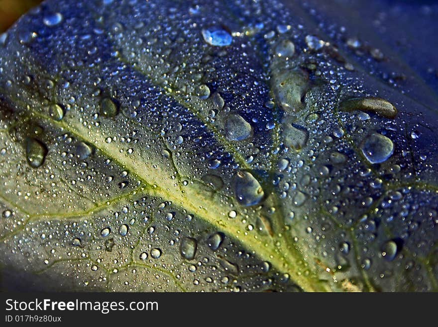 Dew drops on cabbage leaf