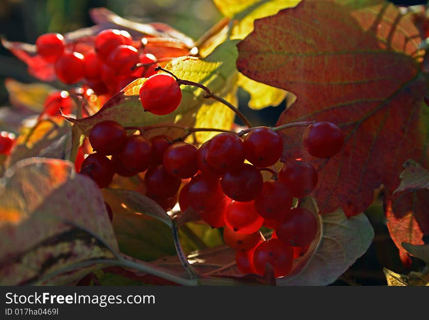 Guelder-rose branch with berries on wooden weathering table