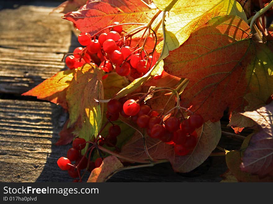 Guelder-rose branch with berries on wooden weathering table