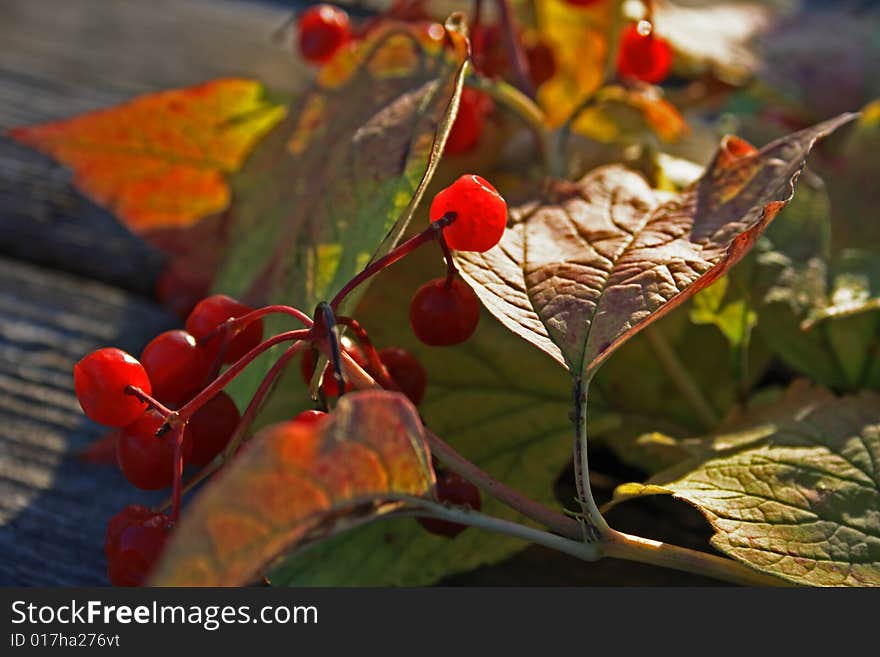 Guelder-rose branch with berries on wooden weathering table