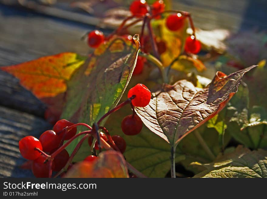 Guelder-rose branch with berries on wooden weathering table