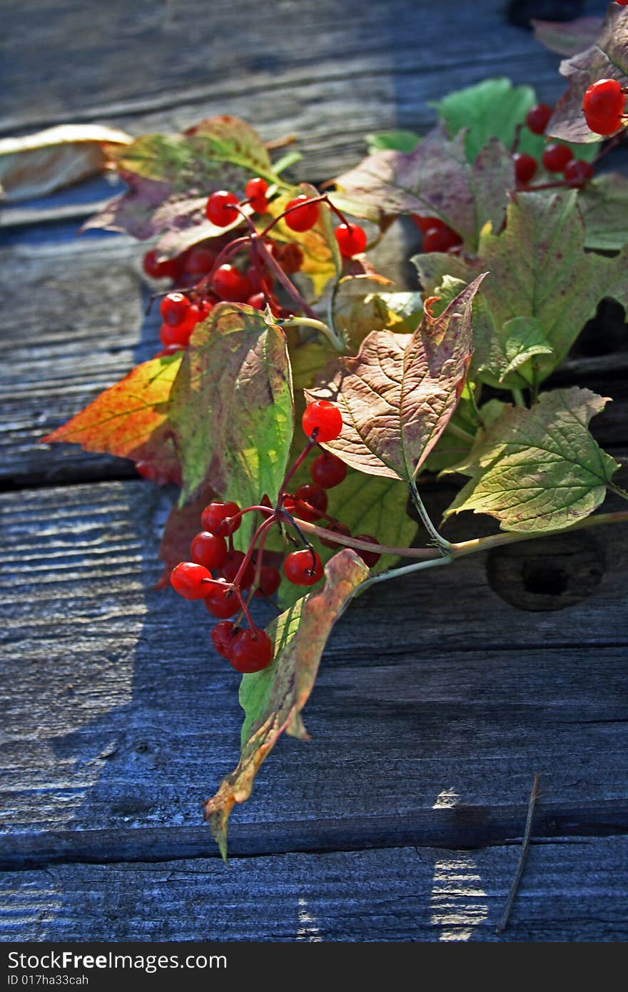 Guelder-rose branch with berries on wooden weathering table