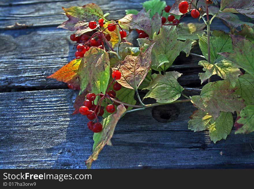 Guelder-rose branch with berries on wooden weathering table