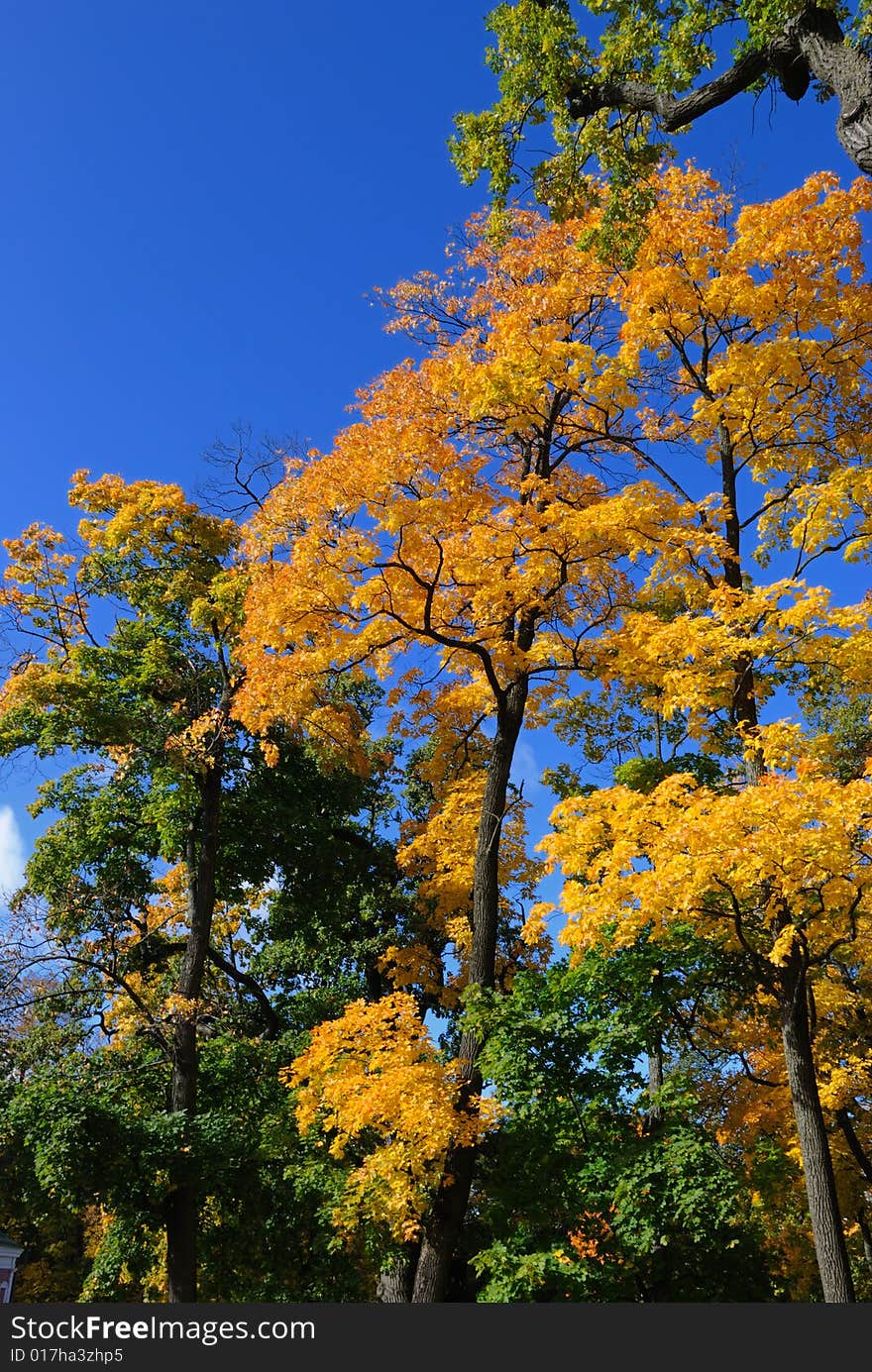 Autumn In Forest