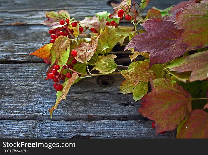 Guelder-rose branch with berries on wooden weathering table