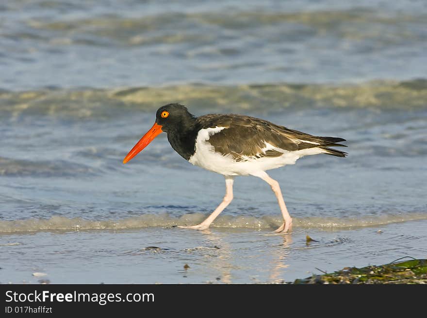 An Oysertcatcher Hunting Shellfish