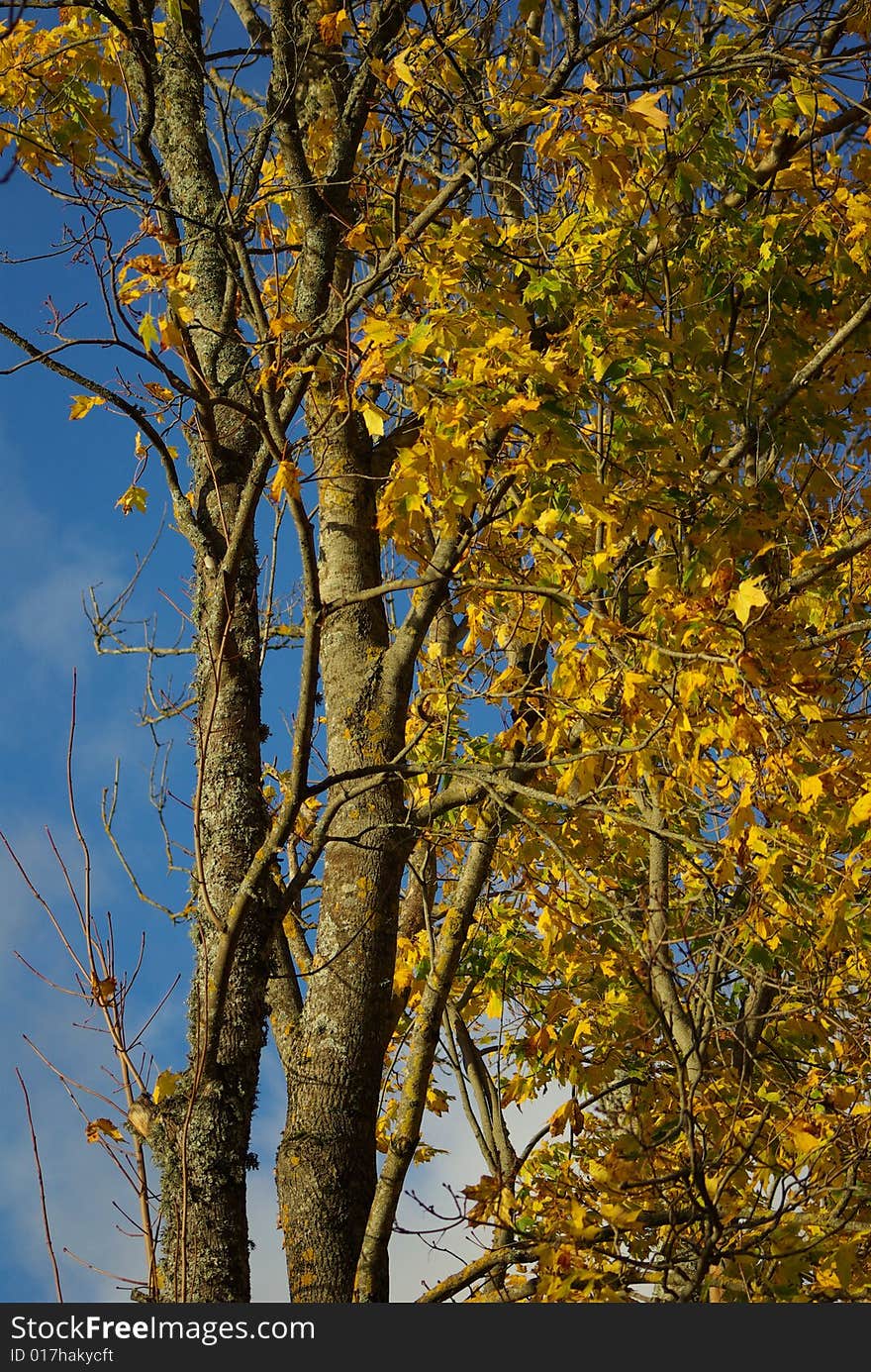 Colorful leaves in autumn weather