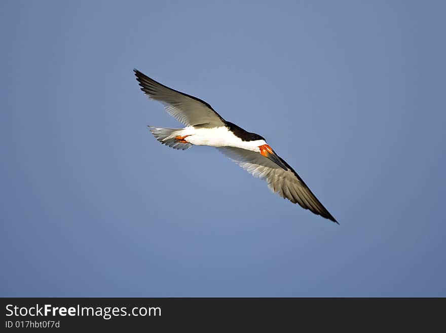 A Black Skimmer in flight down the beach