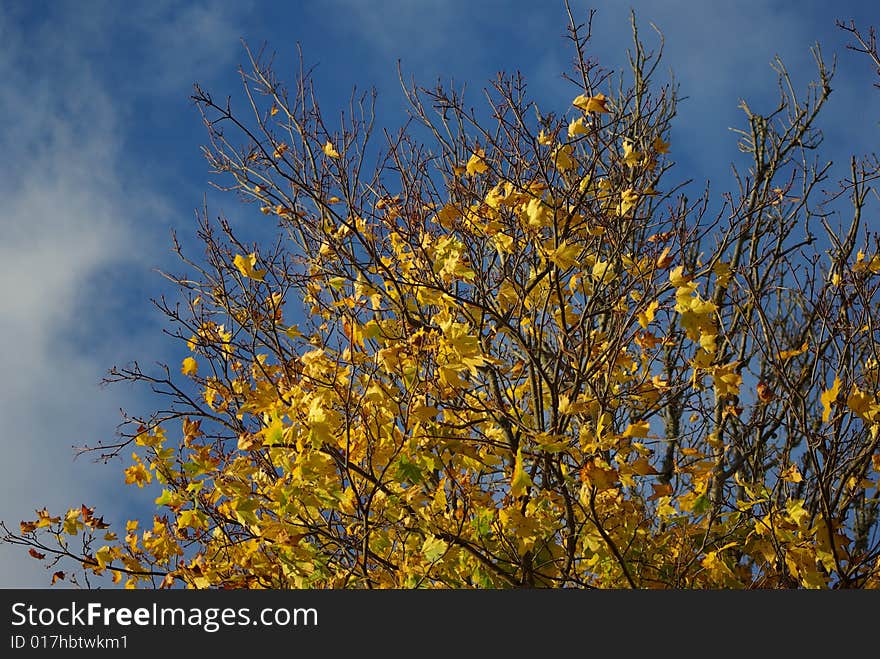 Colorful leaves in autumn weather. Colorful leaves in autumn weather